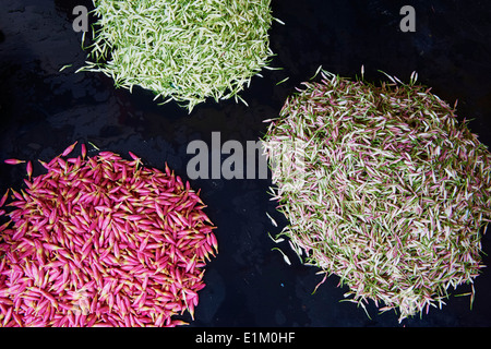 Indien, Tamil Nadu, Madurai, Blumenmarkt Stockfoto