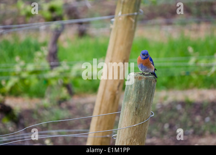 Westlichen Bluebird (Sialia Mexicana) ruht auf einen Posten in einem Weinberg in der Okanagan-Gebiet von British Columbia, Kanada. Stockfoto
