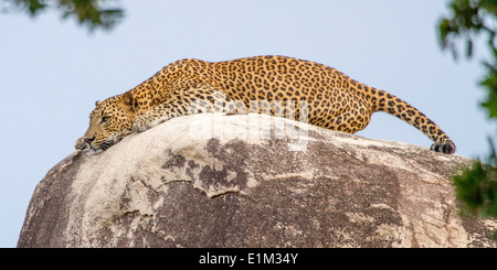 Mauerwerkes männlichen Leopard ausgestreckt auf Leopard Felsen, starrte nach unten, im Yala-Nationalpark, Sri Lanka, A Stockfoto