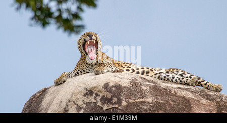 Männliche Leoparden Mauerwerkes auf Leopard Felsen, Kopf oben ausgestreckt und Gähnen breit, im Yala-Nationalpark, Sri Lanka, Asien Stockfoto