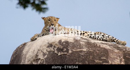 Männliche Leoparden Mauerwerkes auf Leopard Felsen, Kopf oben ausgestreckt und Gähnen im Yala-Nationalpark, Sri Lanka, Asien Stockfoto