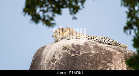 Mauerwerkes männlichen Leopard ausgestreckt auf Leopard Felsen in Yala National Park, Sri Lanka, Asien Stockfoto