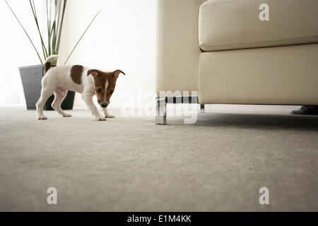 Jack Russell Terrier auf dem Teppich, Low Angle View Stockfoto