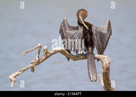 Oriental darter oder indische snakebird Flügel entfalteten, in Yala National Park, Sri Lanka Asien Stockfoto