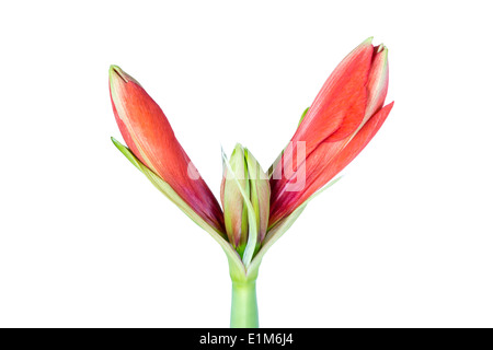 Amaryllis, die gerade erst anfangen zu blühen über einen weißen Hintergrund Stockfoto