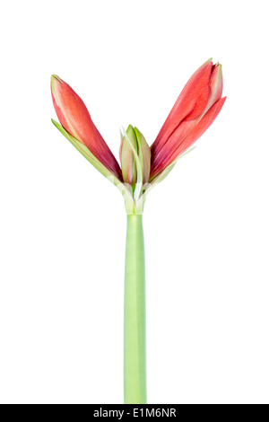 Amaryllis, die gerade erst anfangen zu blühen über einen weißen Hintergrund Stockfoto