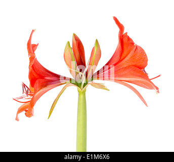 Blühende Amaryllis vor einem weißen Hintergrund Stockfoto