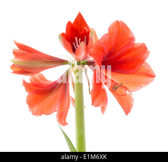 Blühende Amaryllis vor einem weißen Hintergrund Stockfoto