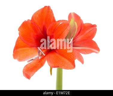 Blühende rote Amaryllis auf einem weißen Hintergrund Stockfoto