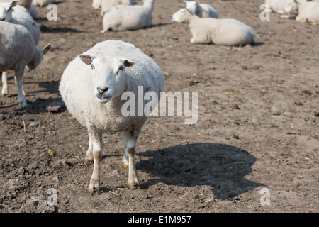 Schwanger Schafe im holländischen Landschaft Stockfoto