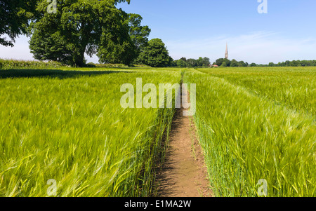 Weizenfeld auf eine Bring Frühlingsmorgen mit Str. Marys Kirche am Horizont im Dorf der südlichen Dalton, Yorkshire. Stockfoto