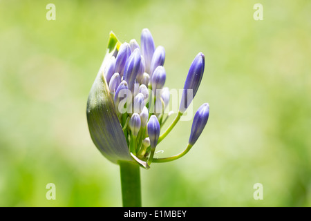 Schöne Agapanthus mit selektiven Fokus vor einem grünen Hintergrund Stockfoto