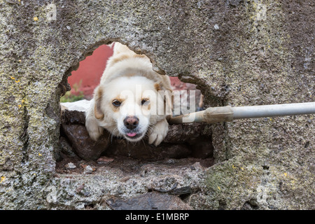 Neugierig Hund gerade durch ein Loch in einer Wand Stockfoto