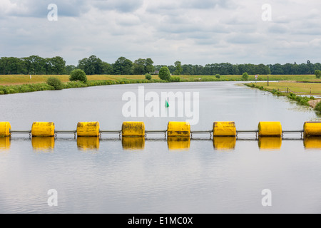 Schwebende gelbe Flut im niederländischen Fluss Vecht Stockfoto