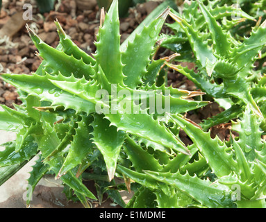 Aloe-Vera-Pflanzen vertragen tropische Grünpflanzen heißes Wetter. Stockfoto