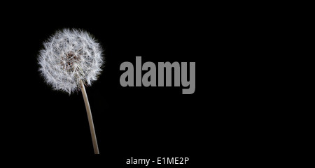 Löwenzahn gegangen, um Samen auf schwarzem Hintergrund. Einzelne Löwenzahn Blume mit grafischer Effekt zeigen alle Details ihrer Struktur Stockfoto