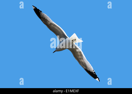 Gemeinsamen Möwe fliegen Stockfoto