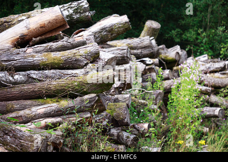 Bewaldeten Naturschutzgebiet in Südwales Hengoed Caerphilly Stockfoto