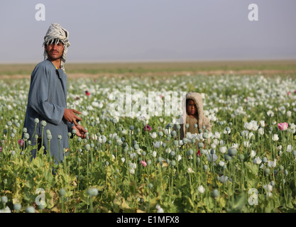 Afghanen arbeiten in einem Feld als US-Marines mit georgischen Liaison Team 11 und georgische Soldaten mit Bravo Company, 31. Licht Infa Stockfoto