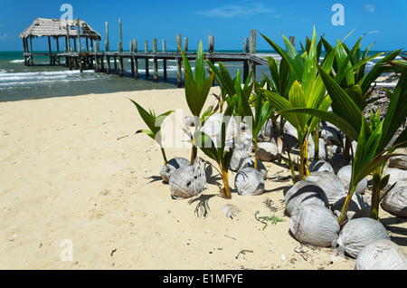 junge Kokosnuss Sämlinge am Strand durch eine verwitterte Pier sitzen. Stockfoto