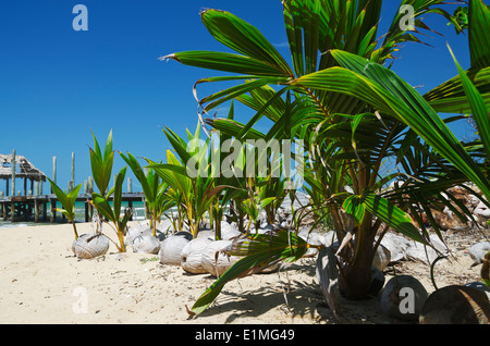 Sämlinge der jungen Kokosnuss am Strand sitzen Stockfoto