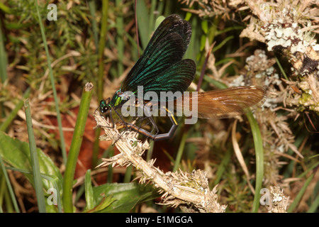 Schöne Prachtlibelle Damselfly (Calopteryx Virgo), Männlich, mit seinen Flügeln schlägt, wie er das Weibchen nach oben hebt, so können sie sich Paaren, UK. Stockfoto