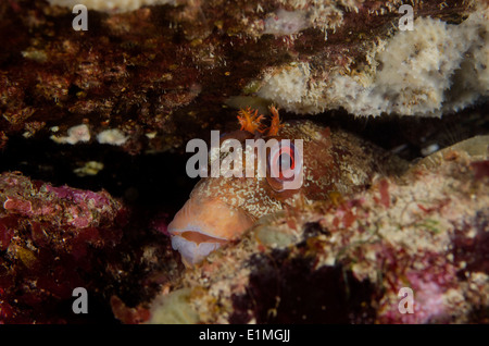 Tompot Blenny versteckt im Inneren einer felsigen Spalt Leiste unter Wasser Stockfoto