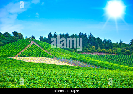 Schönen Weinberg im Sommer Stockfoto