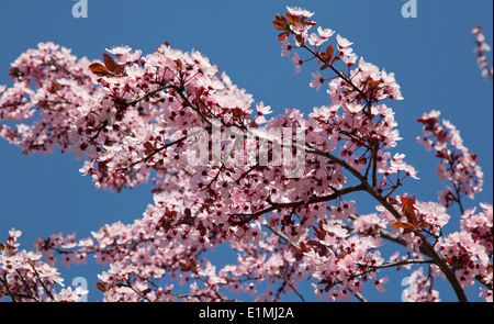 Rosa Kirschblüten Blumen Stockfoto