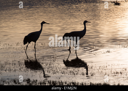 USA, New Mexico, Bosque del Apache National Wildlife Refuge, größere Kraniche (Grus Canadensis Tabida), Sonnenuntergang Stockfoto