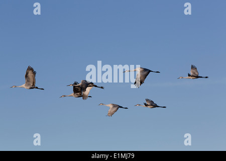 Fliegen größere Kraniche (Grus Canadensis Tabida), Ladd S. Gordon ...