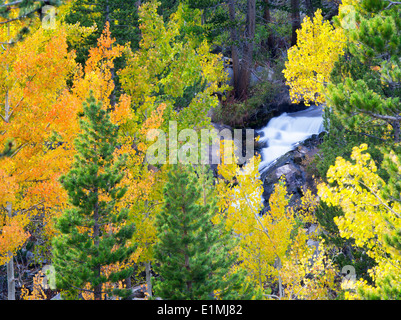 Im Herbst farbige Espe Bäume entlang Bischof Bach. Die Berge der Sierra Nevada, Kalifornien Stockfoto