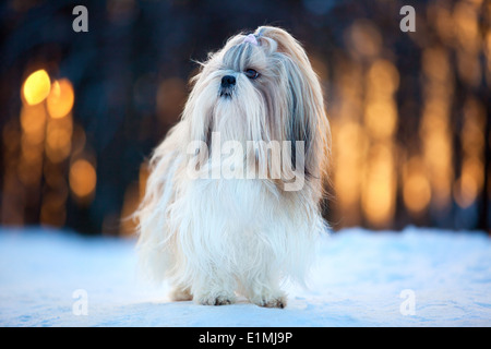 Shih Tzu Hund Winter Porträt. Stockfoto