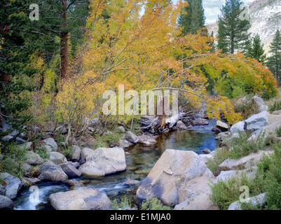 Im Herbst farbige Espe Bäume entlang Bischof Bach. Die Berge der Sierra Nevada, Kalifornien Stockfoto