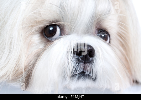 Shih Tzu Hund close-up Portrait. Stockfoto