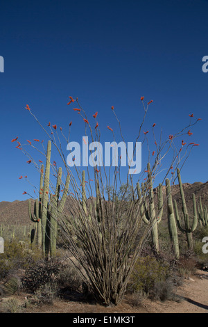 USA, Arizona, Saguaro National Park, West-Tucson Mountain District, Ocotillo Kaktus (Fouquieria Splendens) im Vordergrund, Saguar Stockfoto