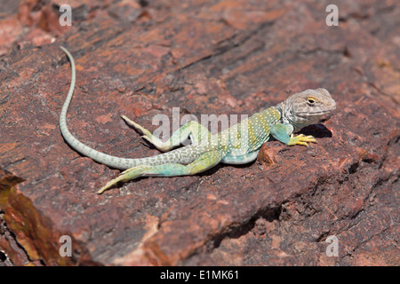 USA, Arizona, Petrified Forest National Park, Giant Logs Trail, Collared Eidechse (Crotaphytus Collaris) sitzt auf einem versteinerten lo Stockfoto