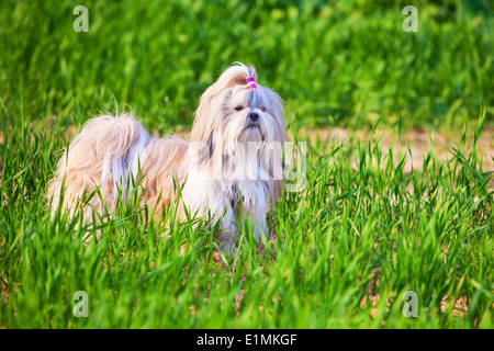 Shih Tzu Hund auf dem Rasen. Stockfoto