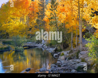 Fallen Sie farbige Espen an Bischof Creek, Kalifornien. Inyo County. Östliche Sierra Nevada Skihängen Stockfoto