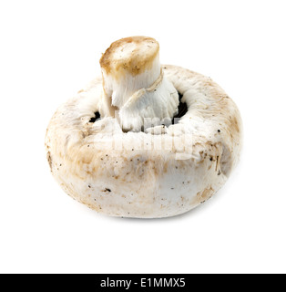 Pilz isoliert auf weißem Hintergrund Stockfoto