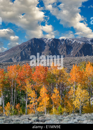 Blutige Canyon. Espe Bäume in Herbstfarben. Östlichen Berge der Sierra Nevada, Kalifornien Stockfoto
