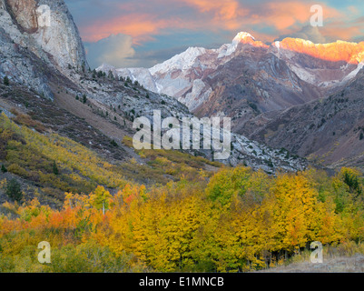 McGee Creek Drainage mit Herbst farbige Pappel und Espe Bäume. Östlichen Berge der Sierra Nevada, Kalifornien Stockfoto