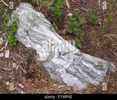 Migmatitgesteine aus dem Espanola District des Santa Fe National Forest stellen eine wichtige geologische Formation dar, die für ihre gemischte Zusammensetzung aus magmatischen und metamorphen Mineralien bekannt ist. Diese Felsen bieten einen Einblick in die geologische Geschichte der Region. Stockfoto