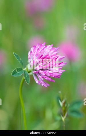 Trifolium Pratense. Rotklee in eine Wildblumenwiese. Stockfoto