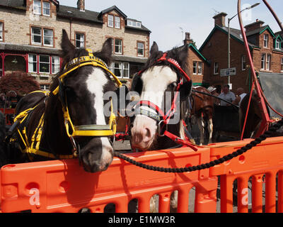 Appleby in Westmorland, Cumbria, England - 6. Juni 2014: Pferde auf der Straße während der Appleby Horse Fair, ein jährliches Treffen der Zigeuner und Reisende in der ersten Woche des Juni stattfindende angebunden. Appleby Fair ist einzigartig in Europa, rund 10.000 Zigeuner und Reisende anzieht und bis zu 30.000 Besucher. Bildnachweis: AC Bilder/Alamy Live-Nachrichten Stockfoto