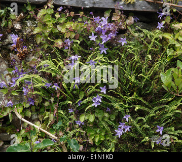 Campanula Poscharskyana Verbreitung unter den Farnen Stockfoto