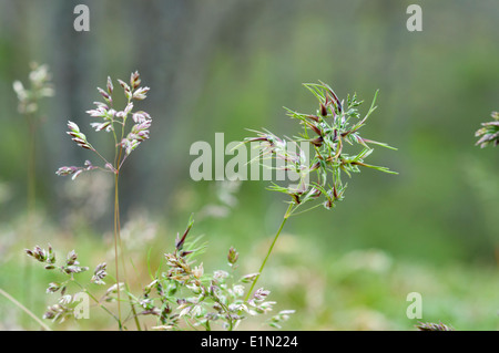 Blumen der bauchige Bluegrass, Poa bulbosa Stockfoto