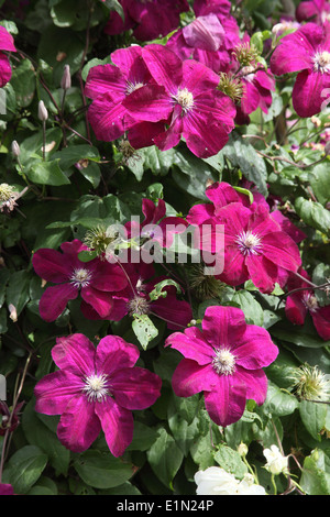 Clematis 'Ville de Lyon' Nahaufnahme von Blumen Stockfoto