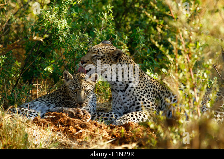 Zwei Leoparden, entspannen, genießen jede andere Firma, mütterliche Liebe. Bewegender Moment als Mutter leckt ihr junges sauber Stockfoto