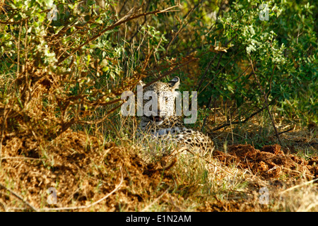 Leopard im Busch Veld, legte sich im Schatten der niedrigen Niveau Busch veld Stockfoto